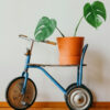 Green Plant product 05 a